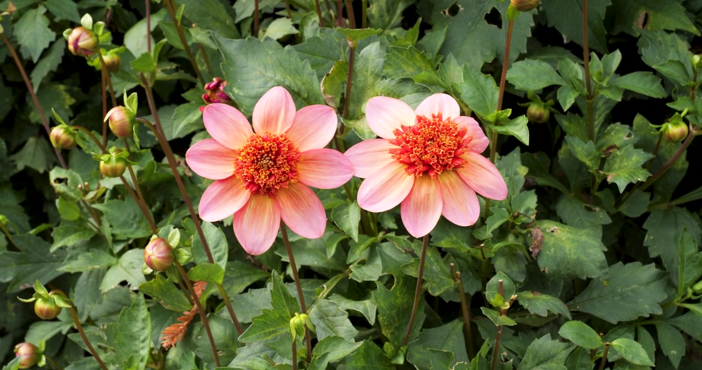 Dalia 'Totally Tangerine' nei Giardini Butchart di Victoria, Columbia Britannica, Canada.
