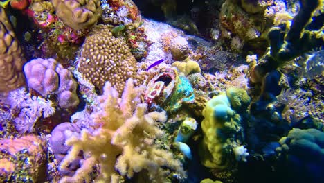 aluminum tin waste on the coral reef