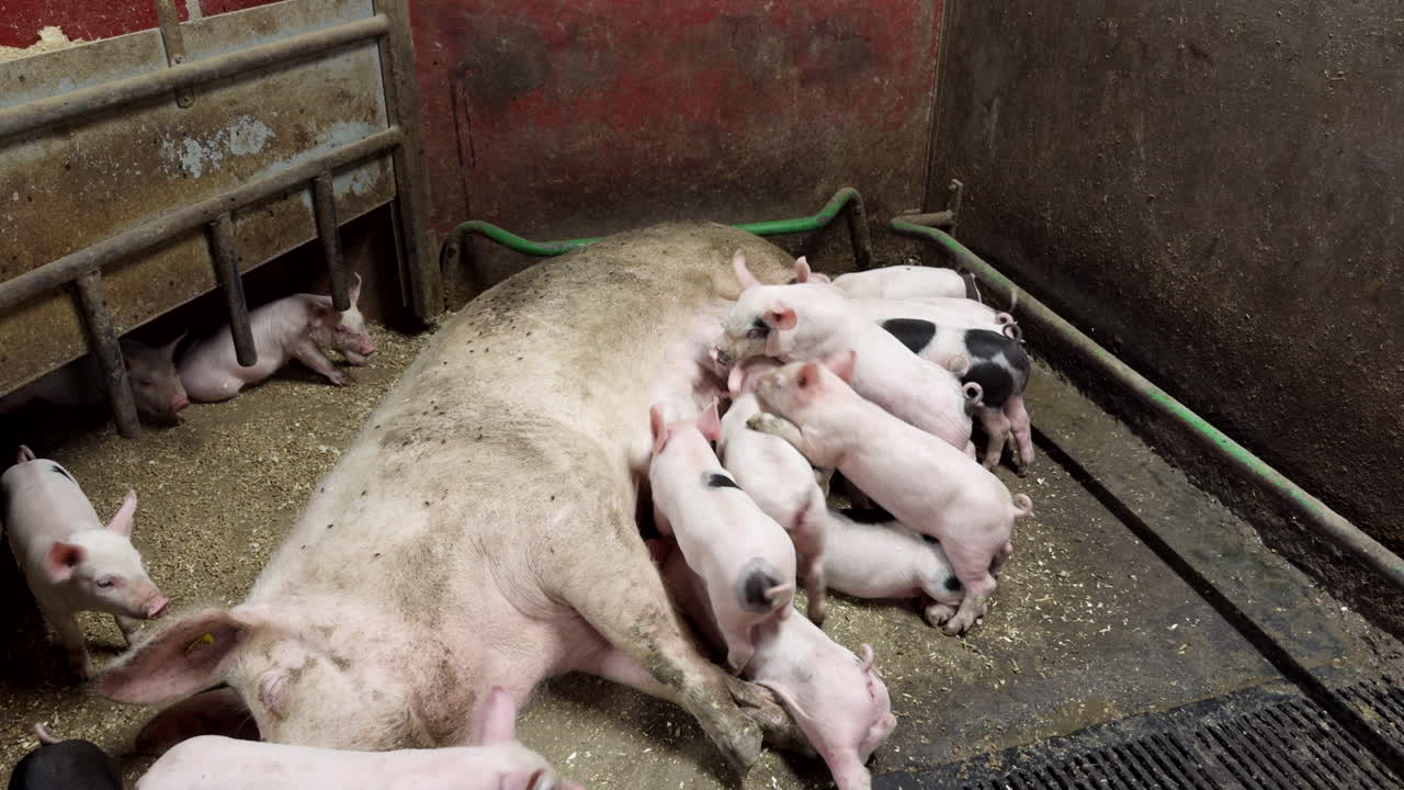 Domestic female pig lactating her piglets, teat massaging by suckling piglets for milk distribution