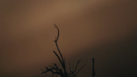 Silhouette-of-bush-in-Patagonia-at-sunrise