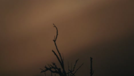 silhouet van struik in patagonië bij zonsopgang
