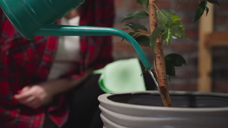 Woman-in-red-shirt-waters-potted-ficus-tree-from-can-at-home