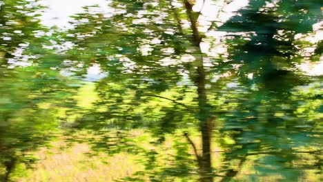 passing by rows of crops planted in rural bangladesh on a sunny day