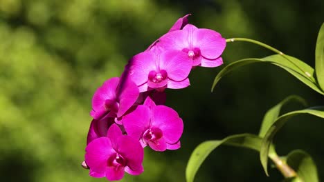 time-lapse of orchid flowers swaying gently.