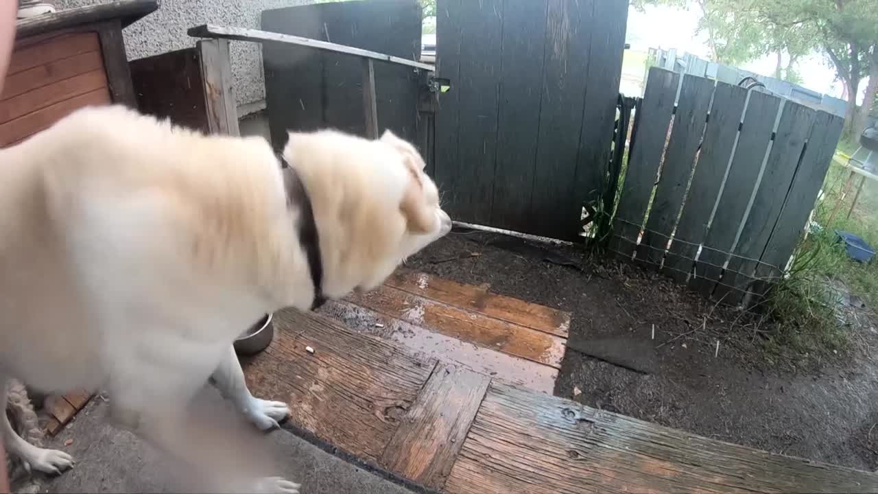 cámara lenta - perro husky blanco sacudiendo el agua en el patio trasero bien está lloviendo afuera