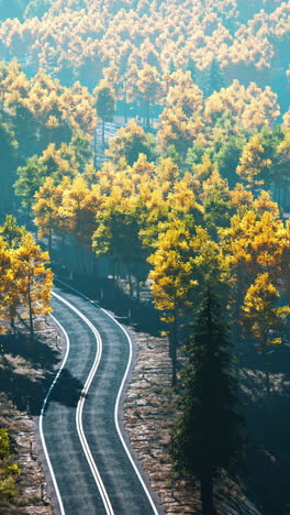 aerial view of a winding road through a forest in autumn