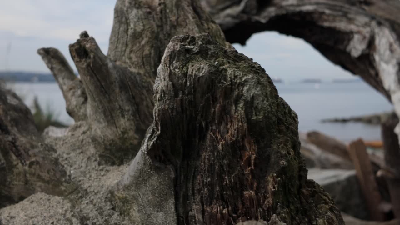 Gimbal close-up shot of driftwood racking focus to ships on English Bay in Vancouver, British Columbia, Canada. 4K at 30 FPS
