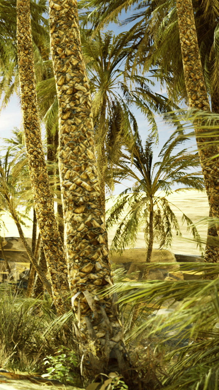 Palm trees grow in a desert area under a sunny sky with clear blue