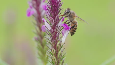 indian honey bee sips nectar with its proboscis from a violet flower on a calm monsoon morning