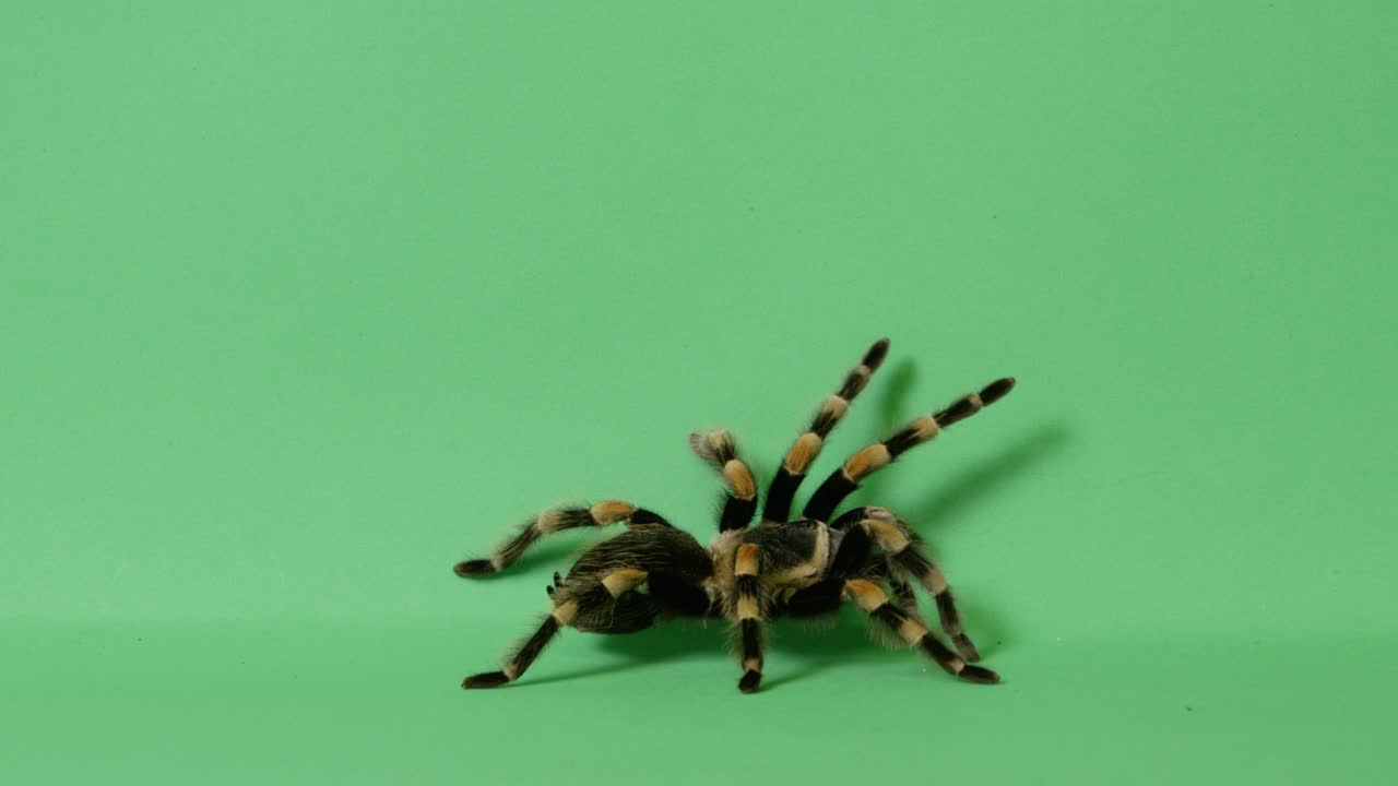 araña tarántula en la pantalla verde