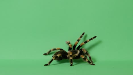 tarantula spider on green screen