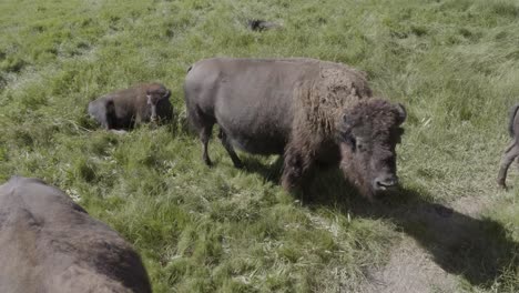 small group of bison feeding