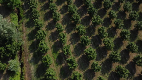 Hazelnut-trees-agriculture-cultivation-field-aerial-view-in-Langhe,-Piemonte-Piedmont