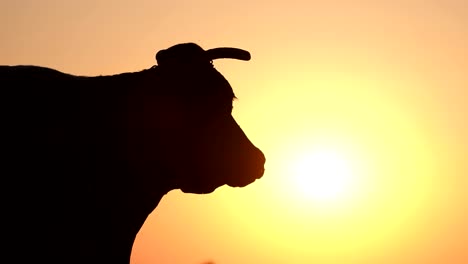 Silhouette of a Dairy Cow at Sunset Silhouette of a Dairy Cow at Sunset Cattle on Pasture