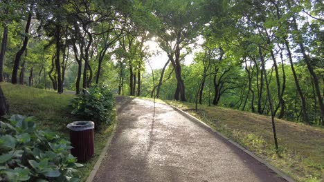 park pathway in sunlight