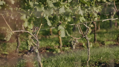 A-close-up-dolly-shot-of-grapevines-during-sunrise