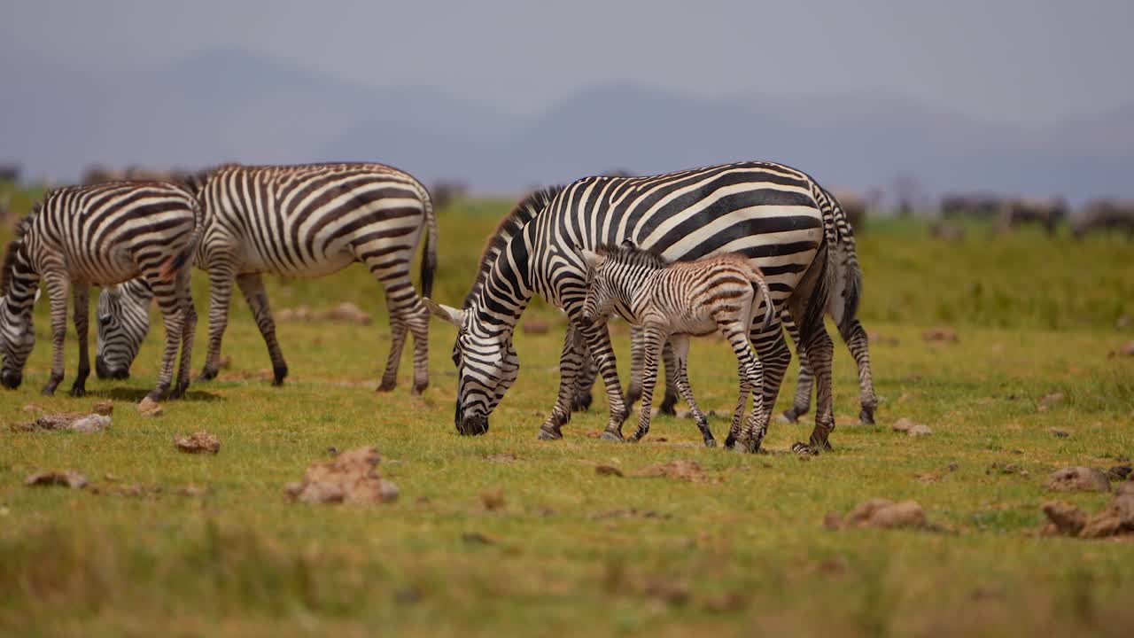 Rolige græssende zebraer med nyfødt føl på åben mark