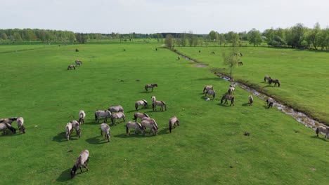 wild horses and auroxen cows running in the field of pape national park, latvia