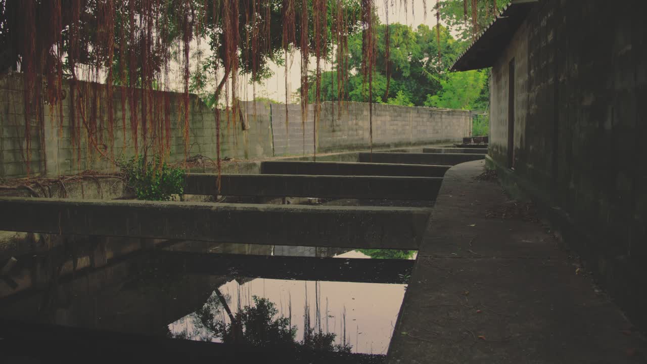 Concrete supports over canal with hanging roots and concrete walls reflecting trees in Bangkok