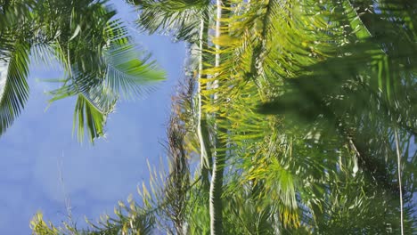 palmeras reflejadas en el agua en el zoológico de australia