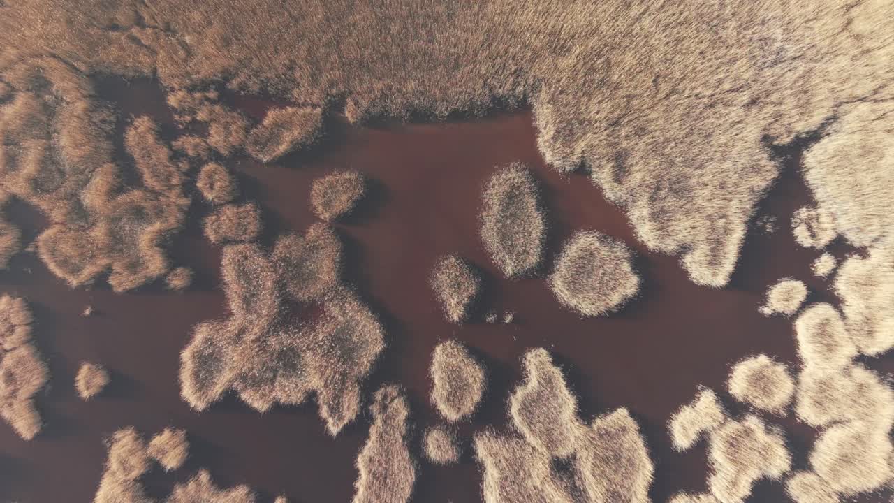 An aerial view of a marshland reveals organic patterns formed by clusters of golden reeds scattered across dark, shallow water. The abstract shapes create a natural mosaic of texture and color