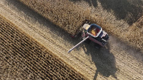 combine harvester harvesting corn grain crops on a farm field, aerial top down