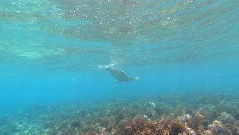 Snorkeling-in-shallow-water,-following-a-sea-turtle