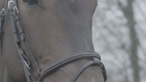 Close-up-shot-a-a-horses-head-with-reins-getting-touched-by-a-hand-in-slowmotion-LOG