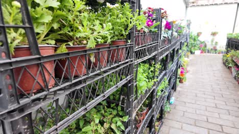 potted plants and flowers in crates at a garden center