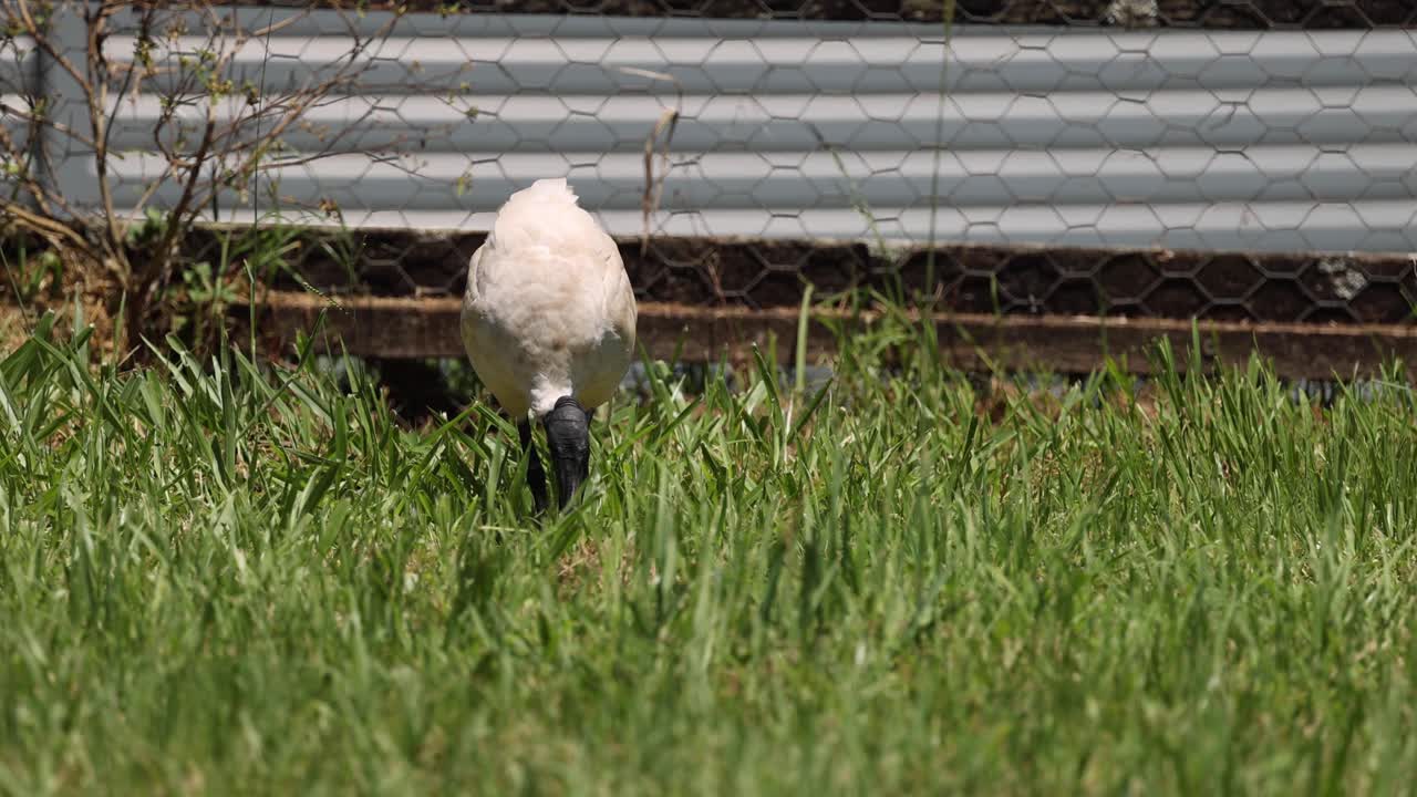 pájaro picoteando tierra cerca de la valla de metal en la hierba