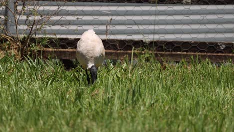 pájaro picoteando tierra cerca de la valla de metal en la hierba