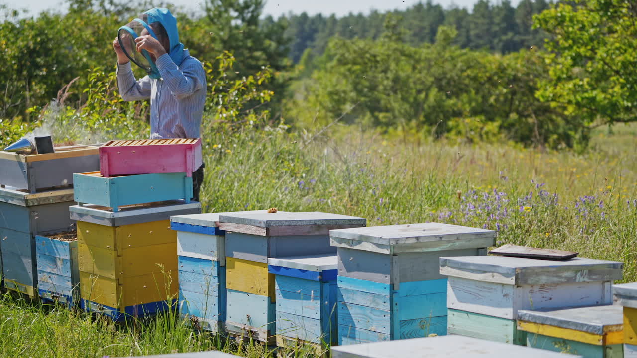 Apiculturist on apiary. Bees flying near hives in bright summer day. Beekeeper working with wooden beehives on nature landscape.