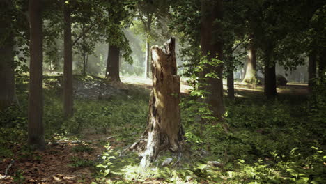 a tall tree stump in a sunlit forest