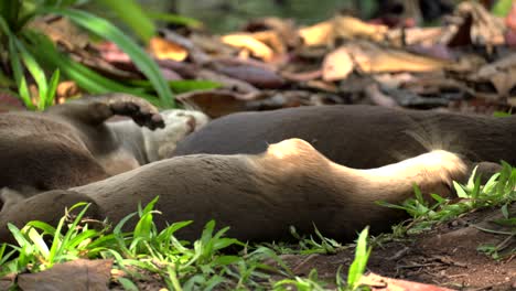 a family of otters taking an afternoon nap under a tree