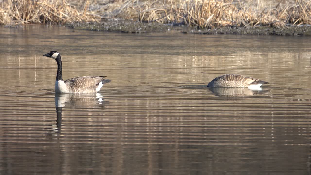 Two Canada Geese Swimming and Feeding in a Tranquil Pond