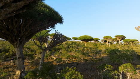 Árboles-De-Sangre-De-Dragón-En-El-Bosque-De-Firhmin-En-La-Isla-De-Socotra,-Yemen