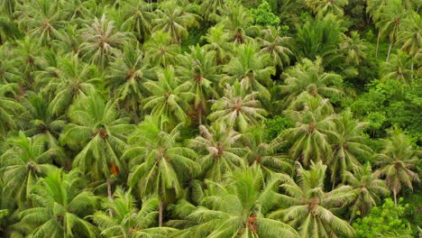 aerial flight above lush green palms in dense mentawai island jungle