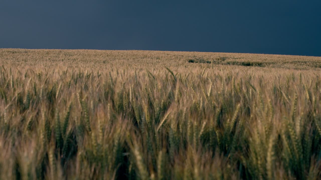 Lightning strikes near wheat field during storm in Dordogne