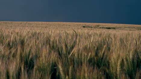 Blitzeinschläge-In-Der-Nähe-Eines-Weizenfeldes-Während-Eines-Sturms-In-Der-Dordogne