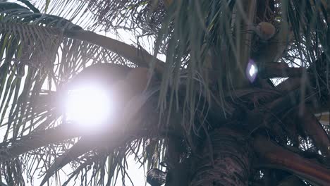 coconut palm tree with fruits at sunshine low angle view