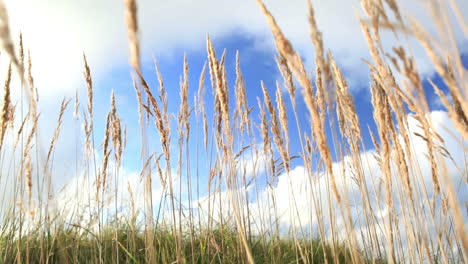 Grass-and-sky