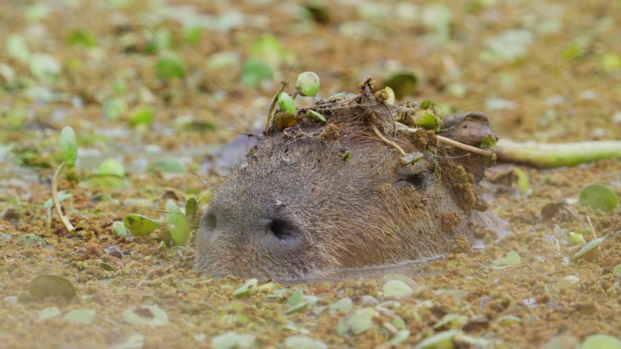 A Capybara wallows in water with just the top of his head appearing in the Iber&aacute; Wetlands in Corrientes, Argentina
