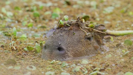 Ein-Wasserschwein-Suhlt-Sich-Im-Wasser,-Wobei-Nur-Die-Oberseite-Seines-Kopfes-In-Den-Iberá-Feuchtgebieten-In-Corrientes,-Argentinien,-Zu-Sehen-Ist