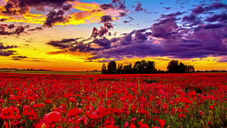 timelapse de 5k de la iluminación del macizo de flores de tulipanes rojos florecientes durante la puesta de sol dorada en el fondo - nubes dramáticas volando en el cielo - escena natural espectacular en el área rural - lapso de tiempo