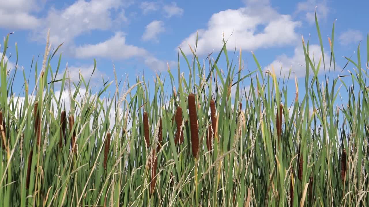 planta de cola de gato en el viento - cielo despejado - buen clima - planta de agua