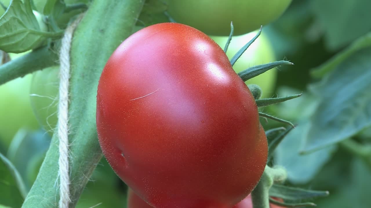 독일 그린 하우스의 덤불에 있는 아름다운 빨간 토마토