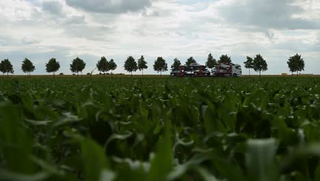 Lush-cornfield-with-a-row-of-trees-and-passing-trucks-on-a-cloudy-day,-low-angle-view