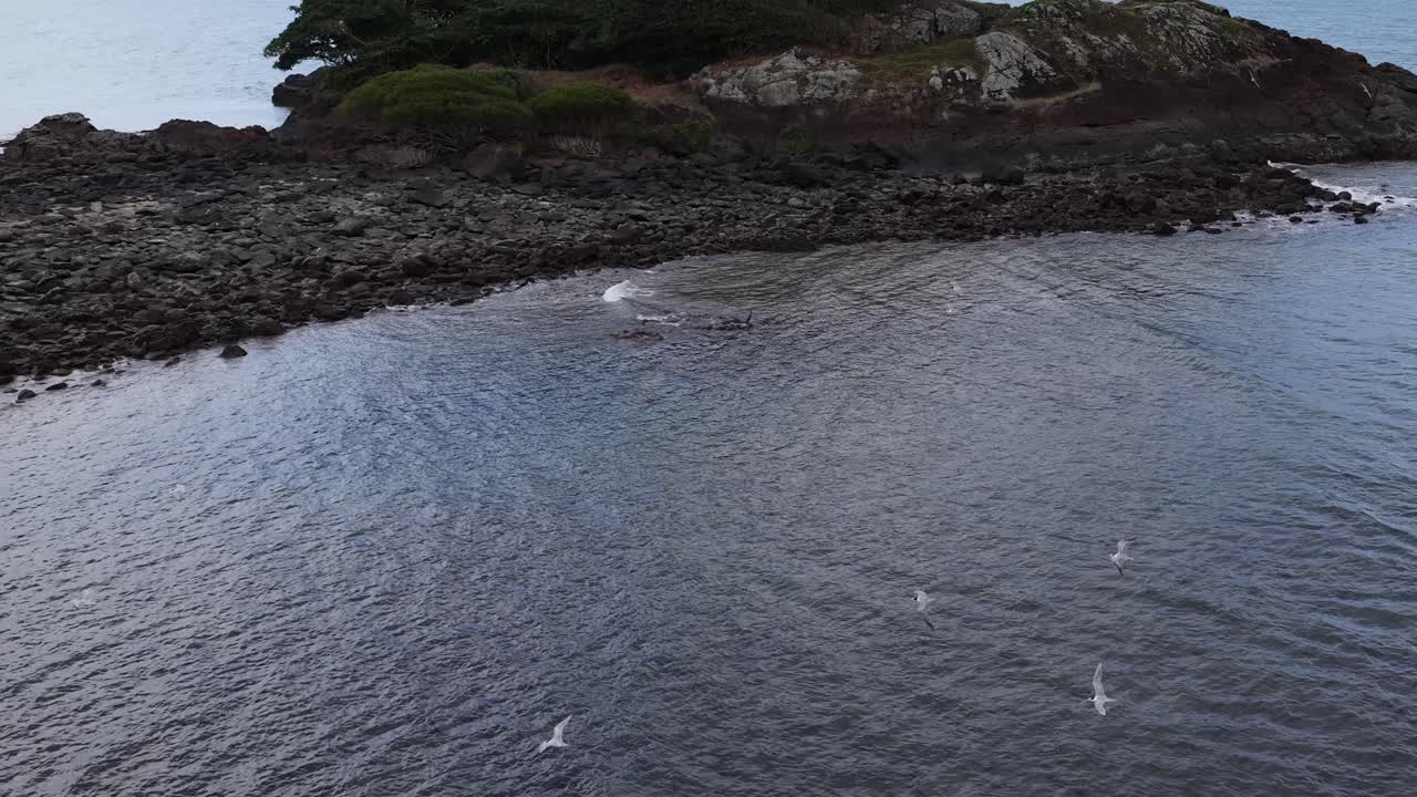 Drone camera glides over calm ocean water toward a rocky coastline, capturing seabirds in flight under natural daylight with smooth, steady movement