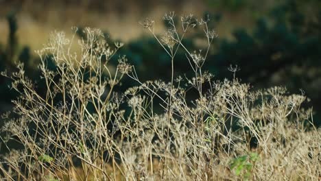 Delicate-stems-and-umbrellas-of-the-dry-withered-weeds-on-the-blurry-background