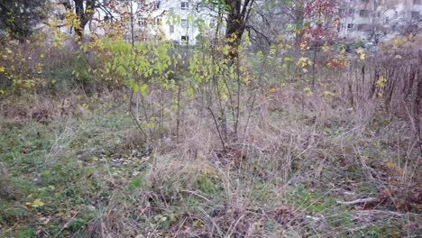 Panorámica-Hacia-La-Derecha-En-Un-Parque-En-Berlín-Alemania-Naturaleza-Hojas-Muertas-árboles-Colores-Del-Otoño-V2-Hd-30-Fps-8-Segundos